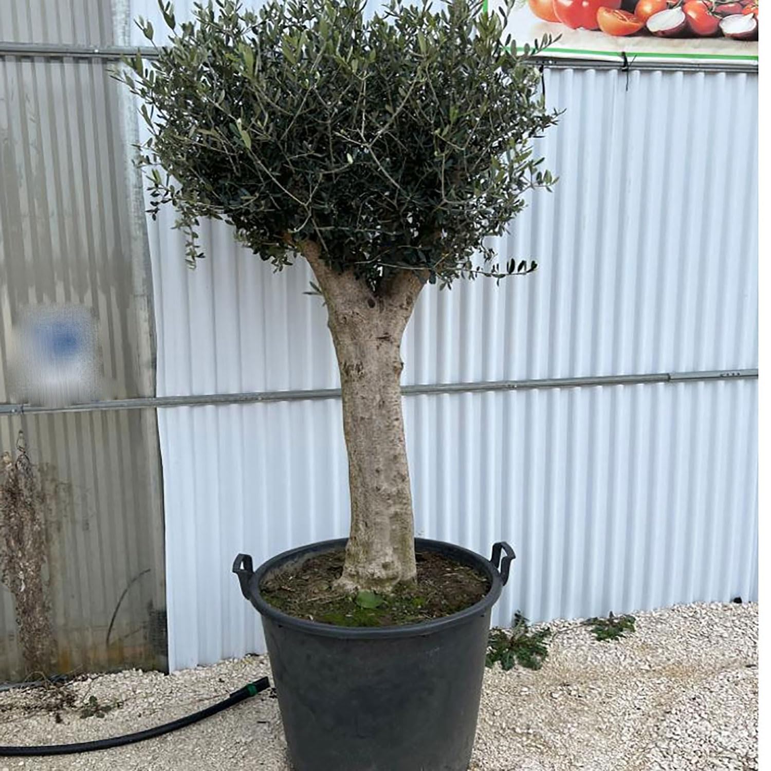 SAVINI VIVAI Obstpflanzen Leccino Olivenbaum mit groem Stamm im Kbel 70  cm Hhe 170-190 cm Hergestellt in Italien : Amazon.de: Garten