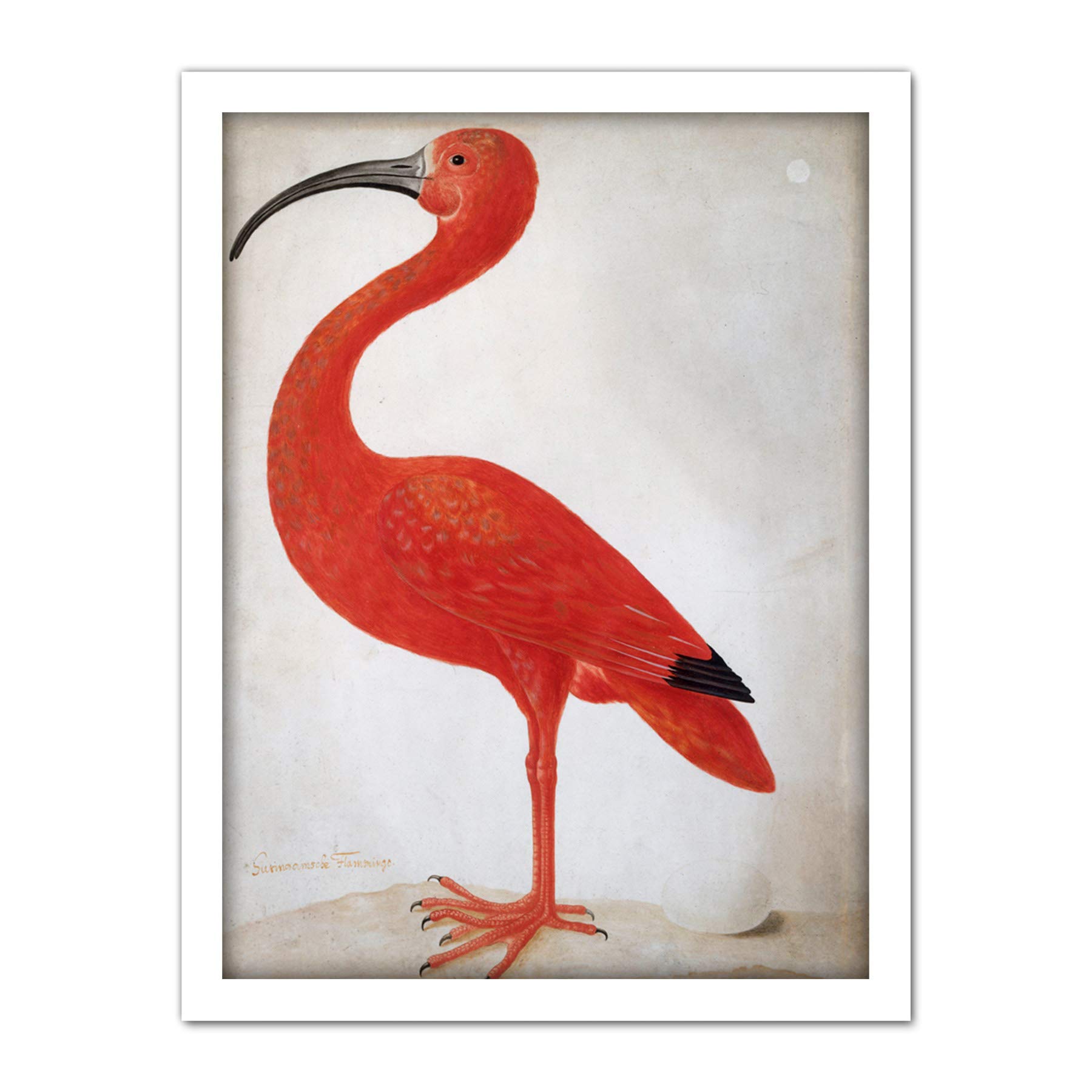 Artery8 Merian Scarlet Ibis Bird With Egg Skin Painting Artwork Framed Wall Art Print 18X24 Inch
