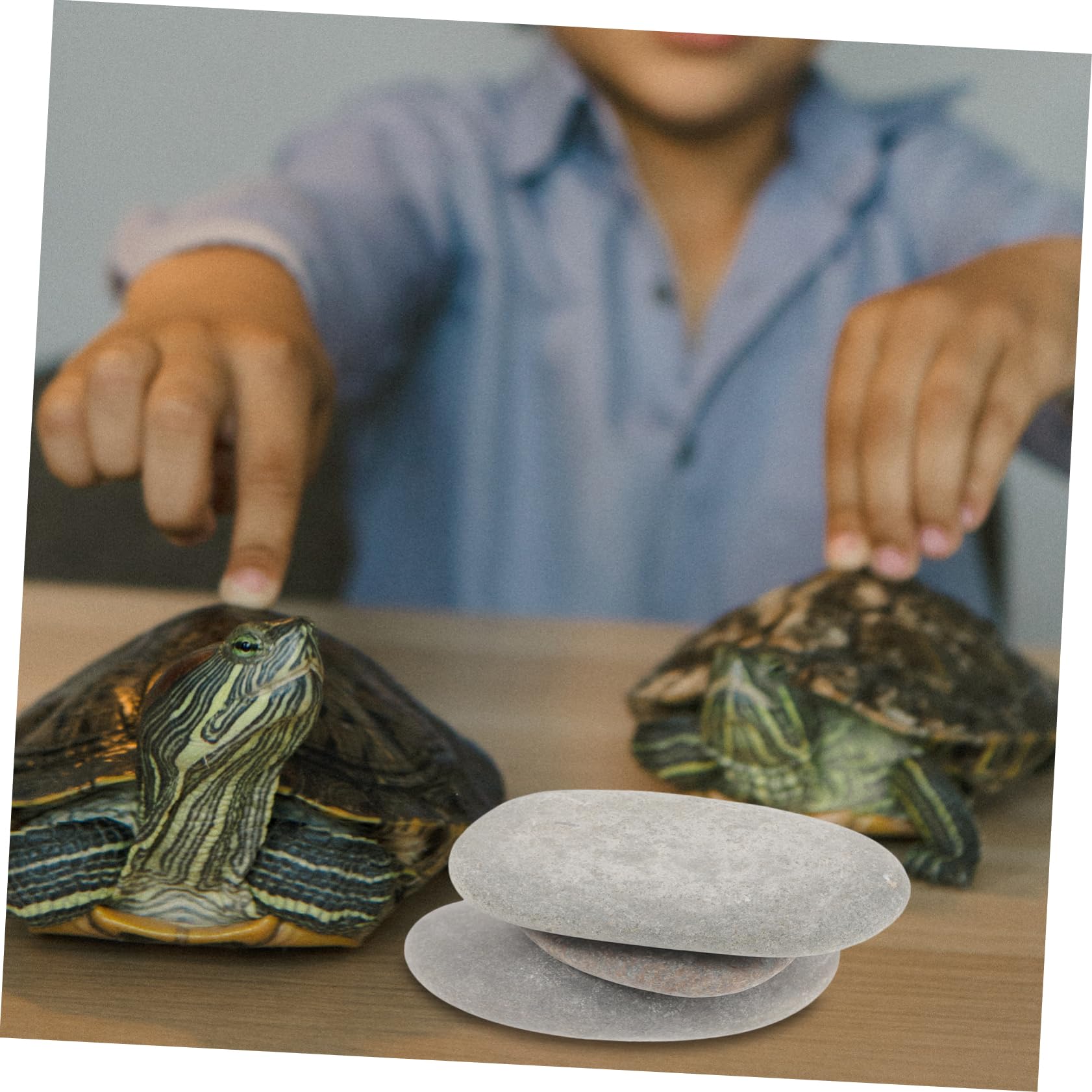 BESPORTBLE Sonnenplätze mit Flacher Oberfläche für Schildkröten 3 Stück und Zufällige Farbe aus Natürlichem Stein Geeignet für Aquariumdekoration und Reptilienlebensräume Geeignet für Süß