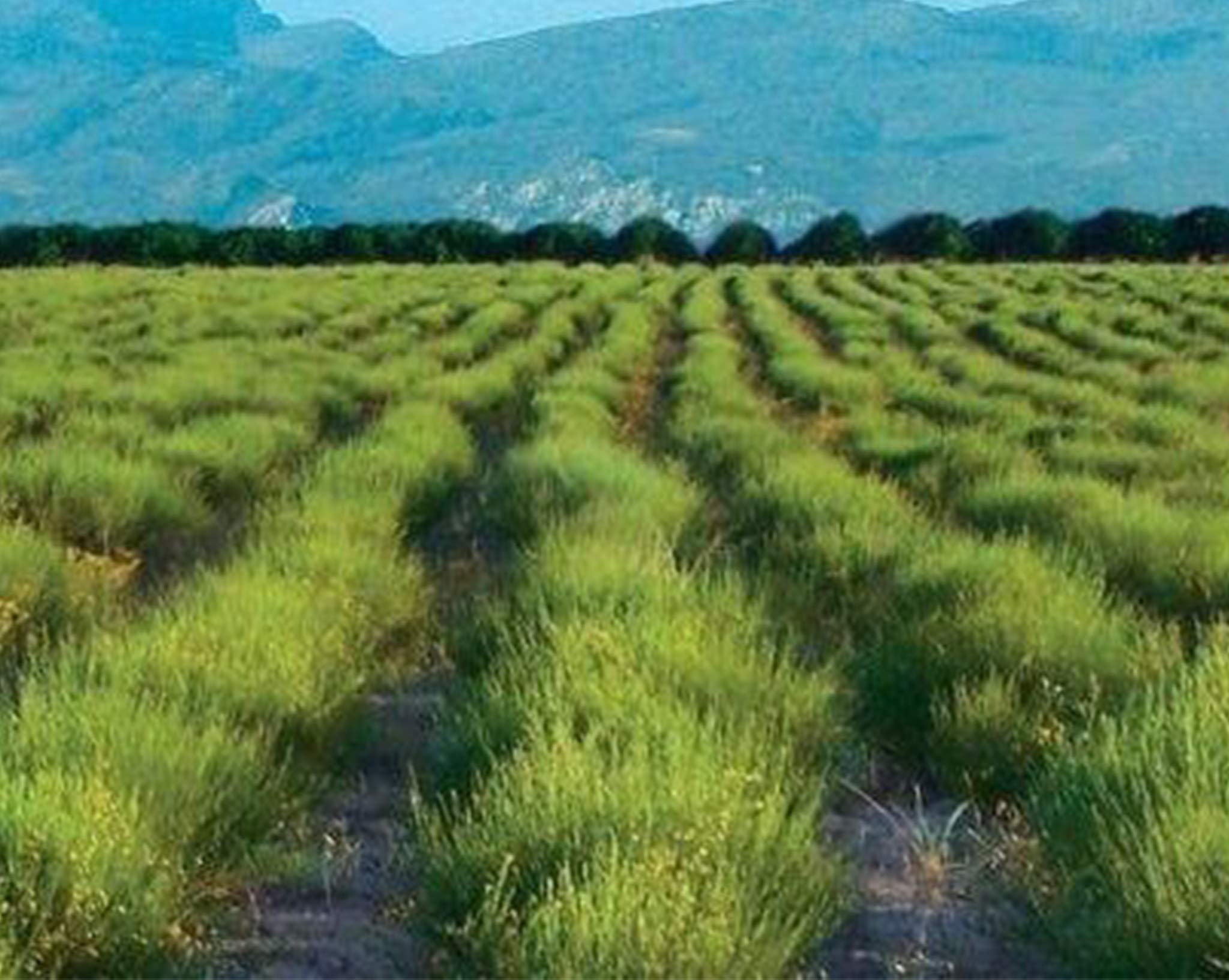 SABOREATE Y CAFE THE FLAVOUR SHOP Tè Rooibos Notti Magiche in Foglia Filo alla Rinfusa Infuso Naturale Dimagrante 1 Kg