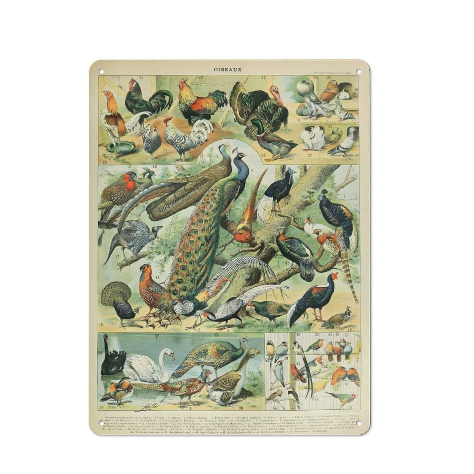 Junmoney Style-6 Birds By Adolphe Millot Metal Wall Plaque 40X30cm, Character Room Wall Plaque For Hallway, Home Bar, Garage Or Study