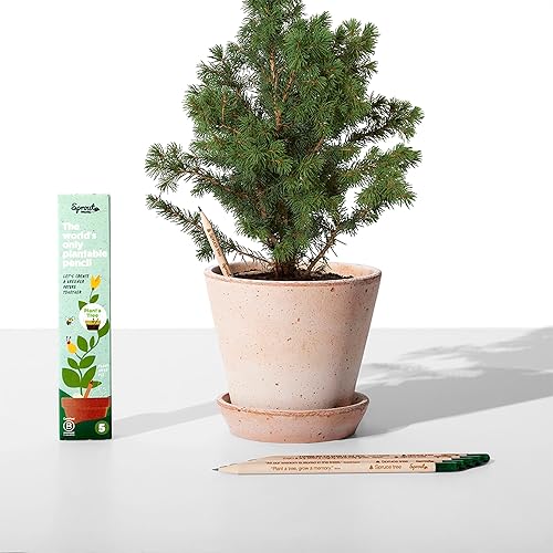 Miniatura 2 de Sprout Lápices de madera  Plant a Tree Edition  Lápices de madera plantables de grafito preafilados HB con semillas de árbol de abeto  Regalo