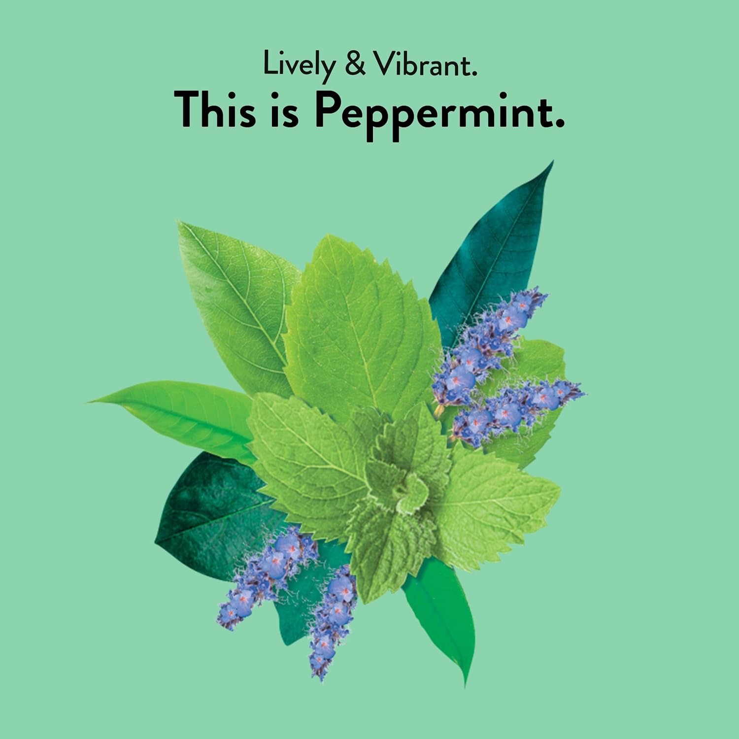 Choice Organics - Organic Peppermint Tea (6 Pack) - Compostable - Caffeine Free - 96 Organic Herbal Tea Bags