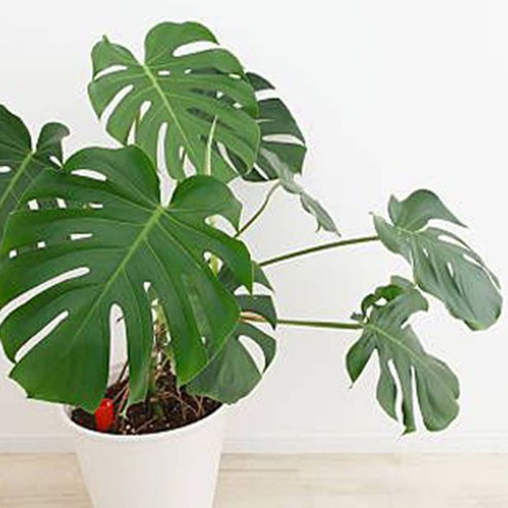 See full amazon price history chart for Guruji Plantation Live Money Indoor Plant For Home and Garden with Pot (Pack of 1) (Swiss Cheese Money Plant) Guruji Plantation Live Money Indoor Plant For Home and Garden with Pot (Pack of 1) (Swiss Cheese Money Plant) (B0BVFH6GB9) Amazon Price History, Amazon Price Tracker