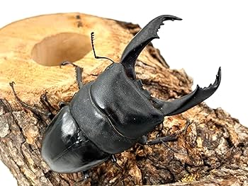 クワガタ　テラリウム テラリウム作品】シダキューブW（W200×H100mm）｜シダと苔の