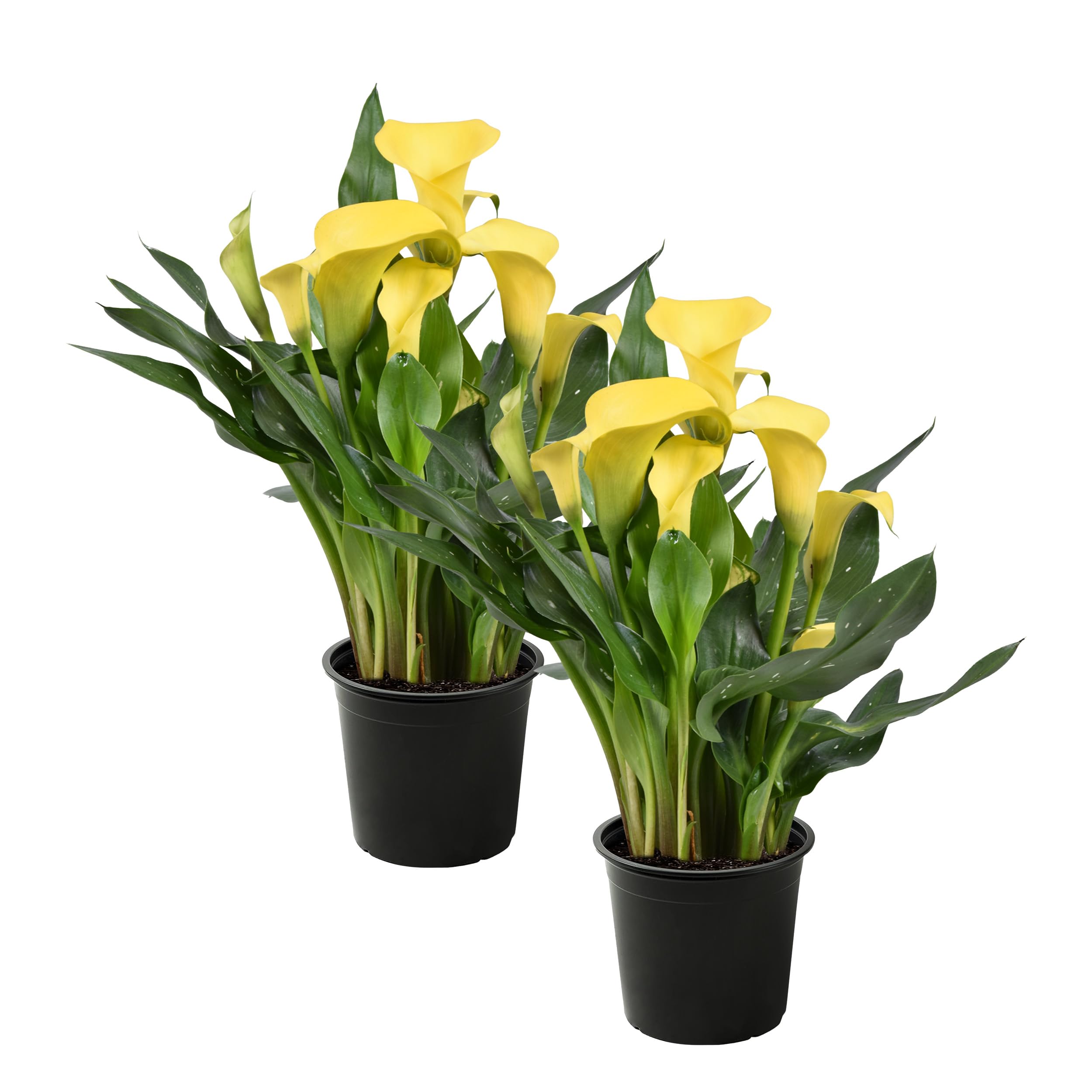 Live Calla Lily Yellow