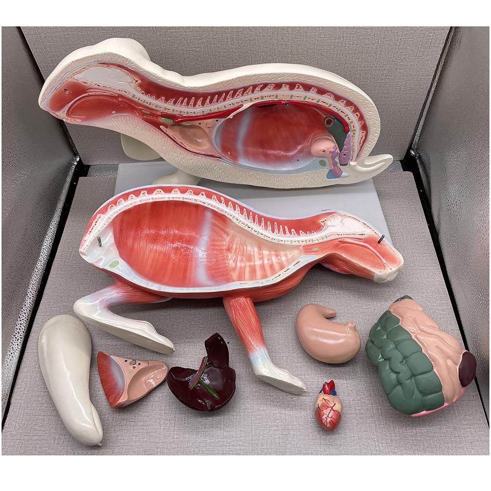 Kaninchen-Anatomie-Modell Torso-Körper-Anatomie-Modell für Medizinstudenten 20-Zoll-abnehmbares Tier-Torso-Anatomiemodell