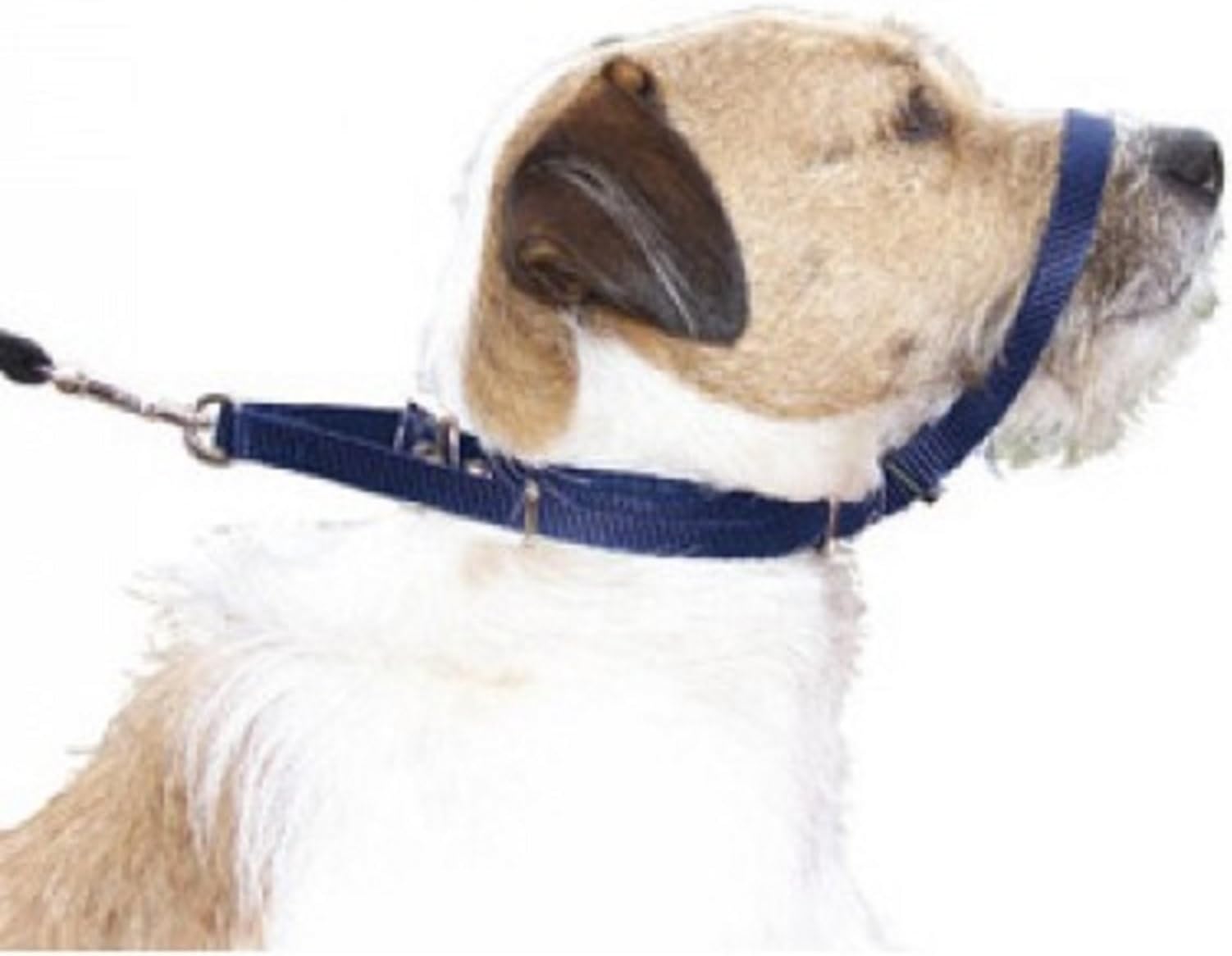 Canny Collar Size 5
