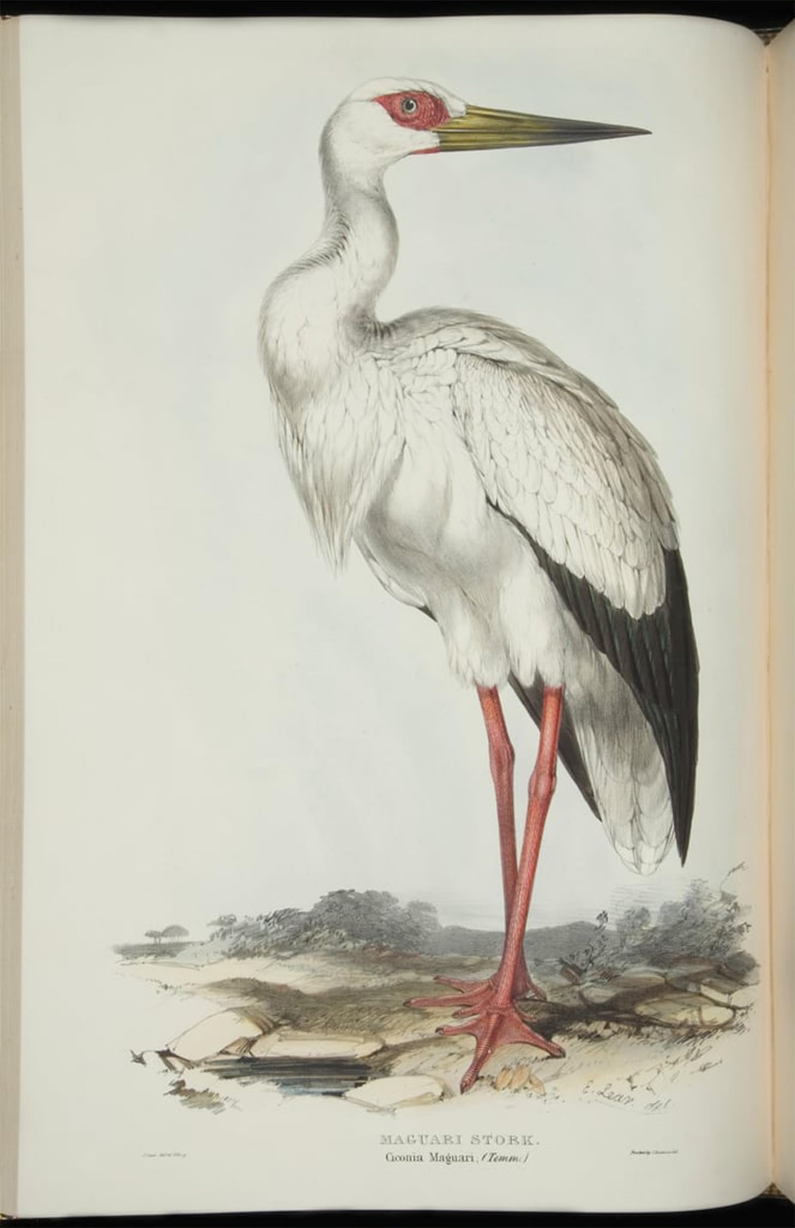 Affiche impression Cigogne Magari Edward Lear, tableau toile abstraite salon 60x90 - 5