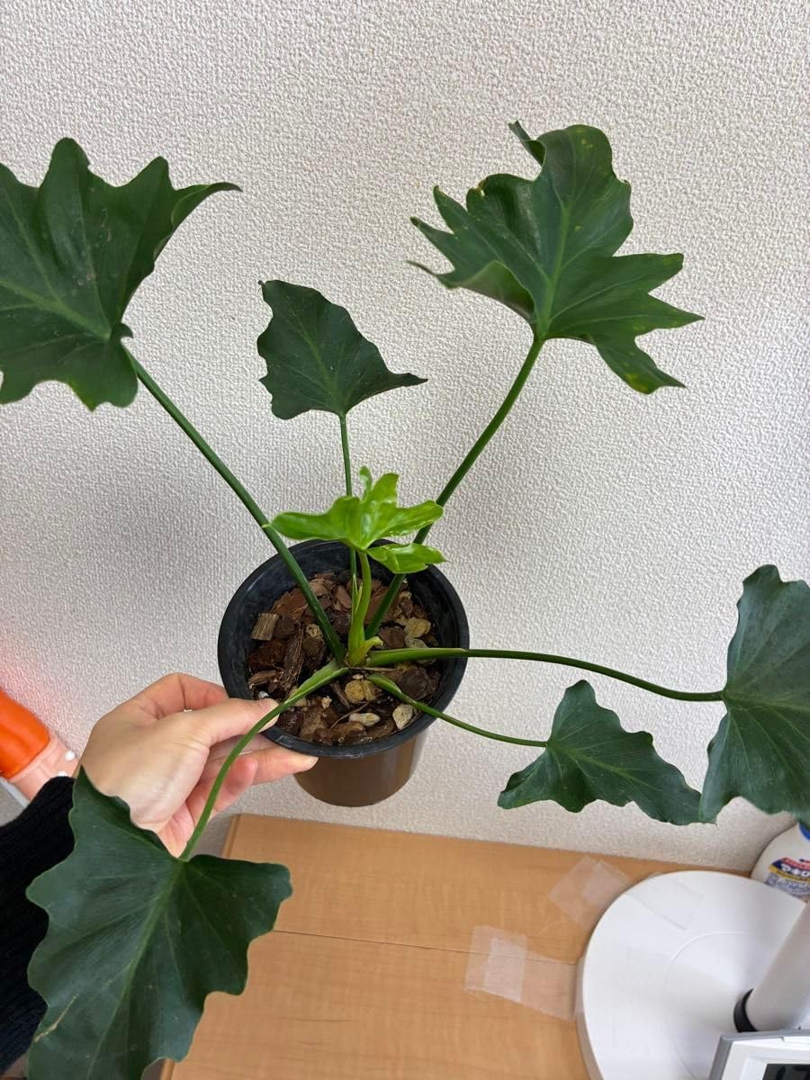 A44 多肉植物 ハオルチア オブツーサ錦 水中月錦 糊斑 縞斑 斑入り