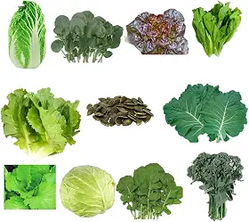 Kit 220 Sementes de Hortaliças e Ervas, 10 Variedades, para Horta Caseira