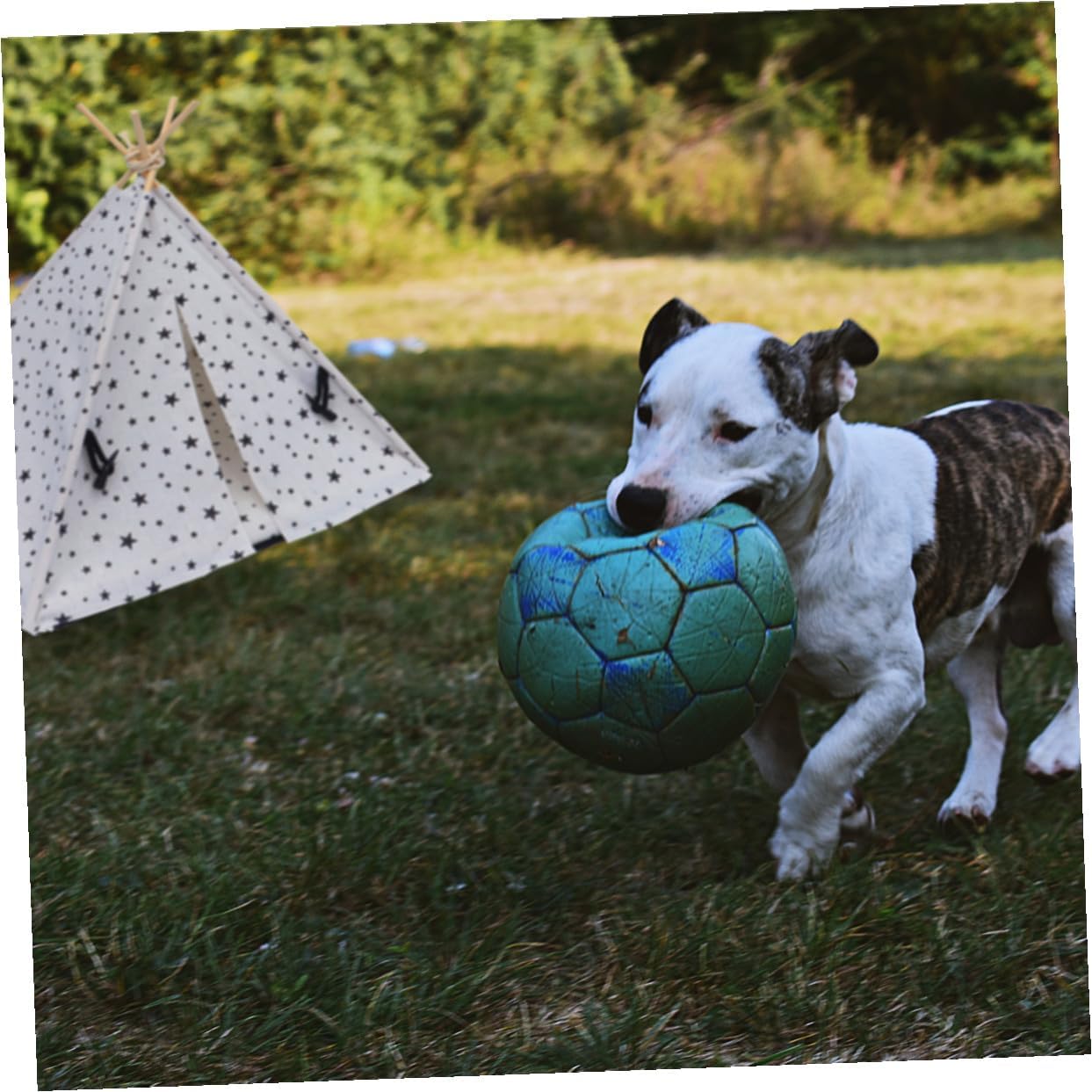 Ciieeo Pet Tent for Small Dogs and Cats, Breathable Washable Fabric, 43x43x53cm Indoor Outdoor Puppy House, Portable Pet Shelter with Star Pattern