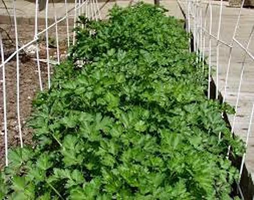 Miniatura 4 de Cilantro Slow Bolt Semillas, Heirloom 99+ Semillas, sin OMG, Hierbas/Especias