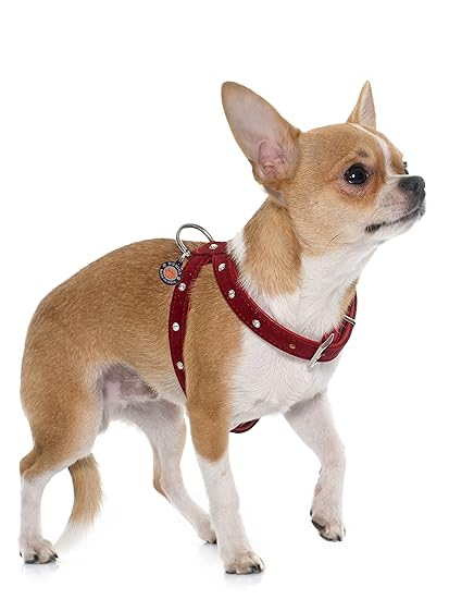 D'chica Paws Studded Fancy Harness for Dogs Red