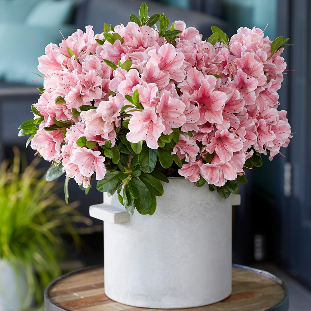 Yougarden Pink - Azalea Encore 'Sunburst' 8Cm X3