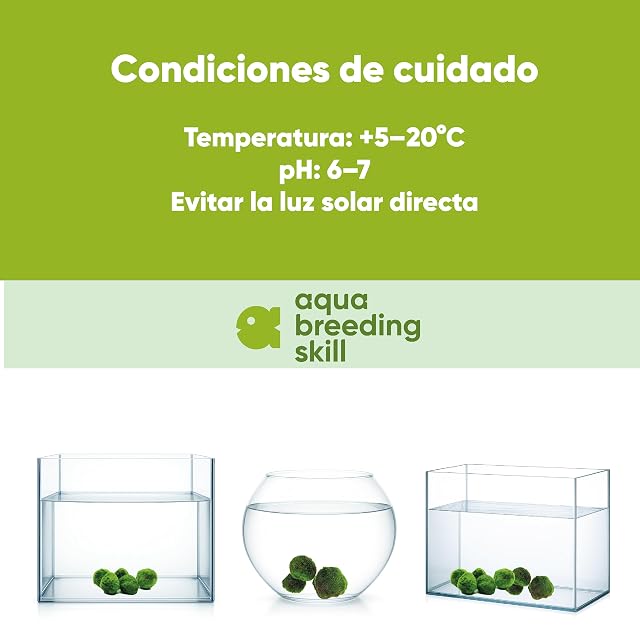 Foto 4 de 4 de AquaBreedingSkill Set de 7 Marimo japones vivo 3–4 cm