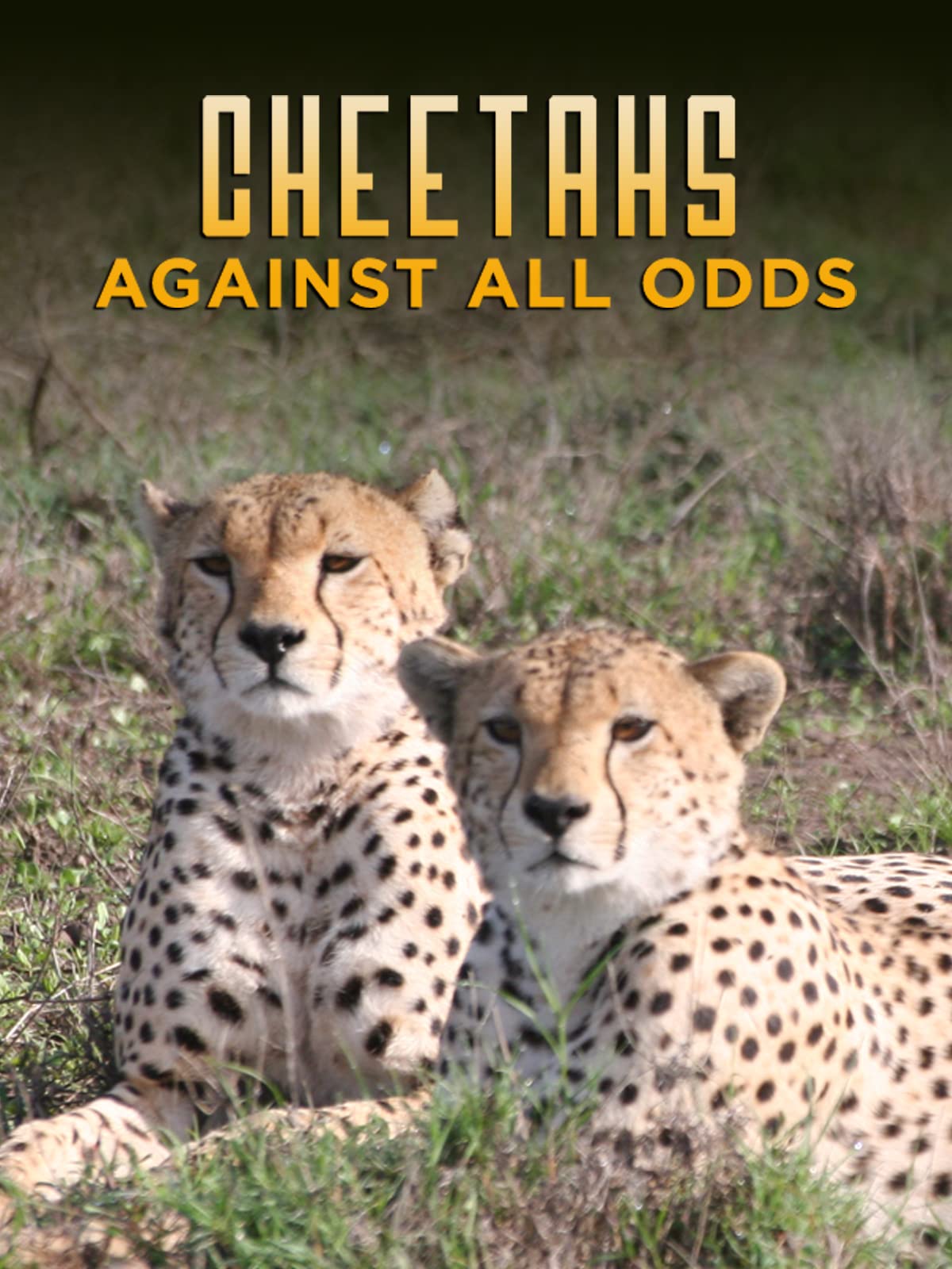 Cheetahs Against All Odds