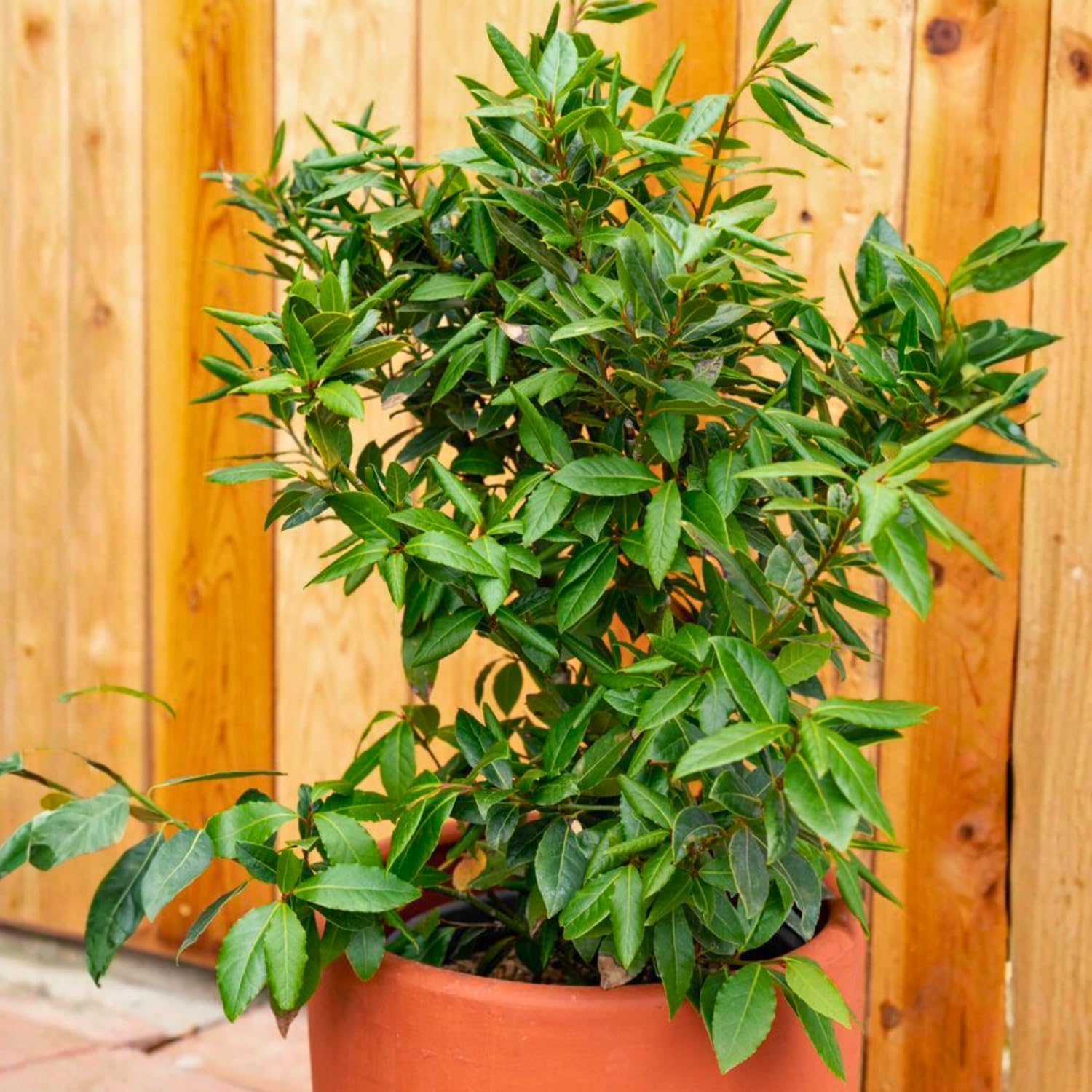 Amazon.com : Bay Leaf Plant Live, Sweet Laurel Tree, Bay Leaf Tree