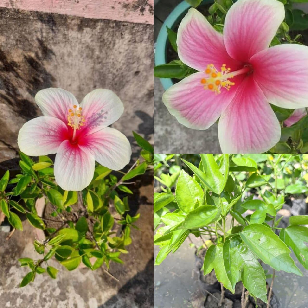 Hibiscus plants live with flowers small (Pack of 1)