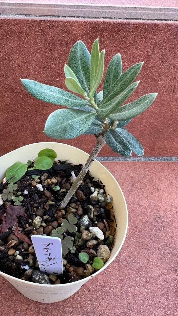 超希少 オリーブ ブテイヤン 4号ロングスリット苗 超希少 オリーブの木