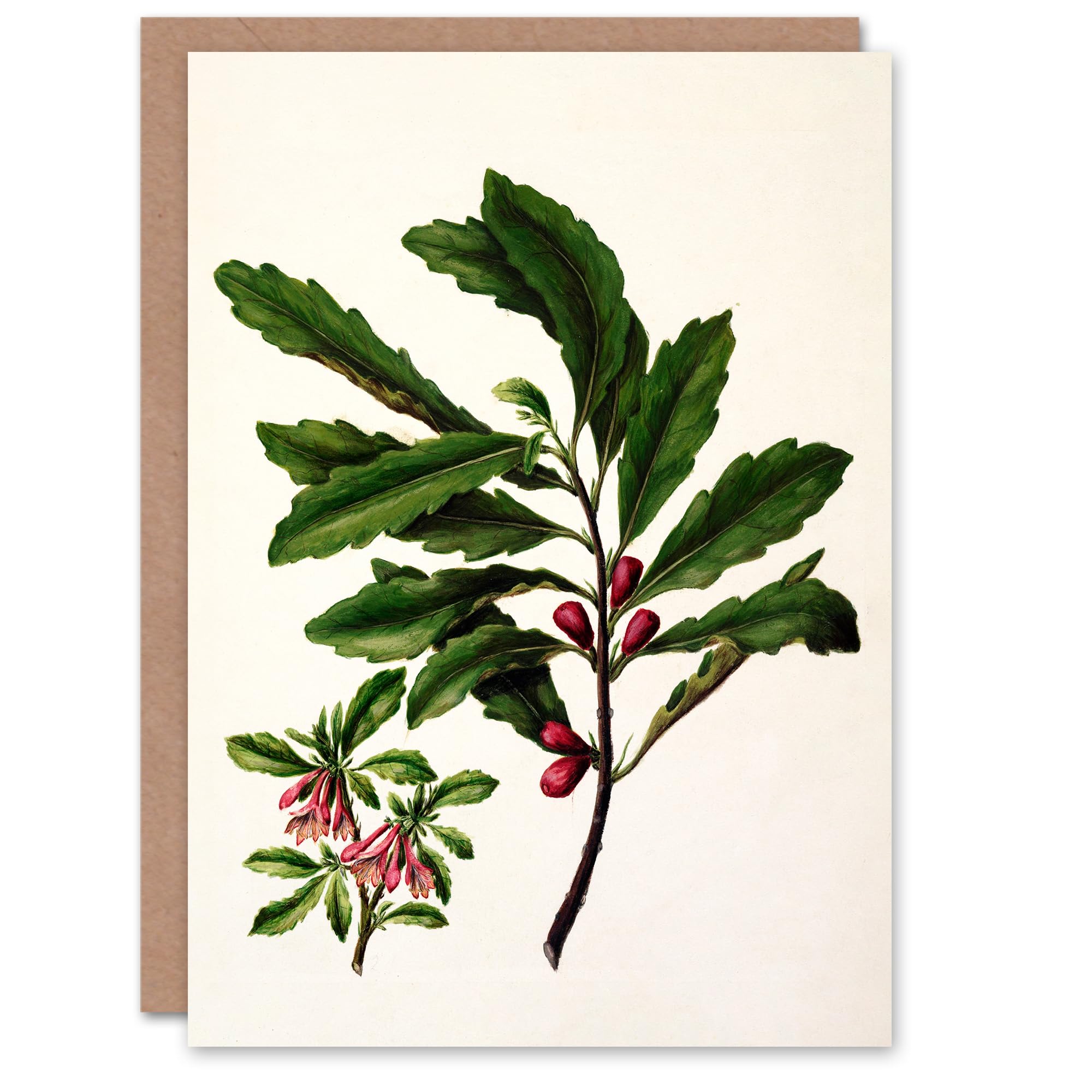 Artery8 Sarah Featon Art Card New Zealand Toropapa Flowering Plant
