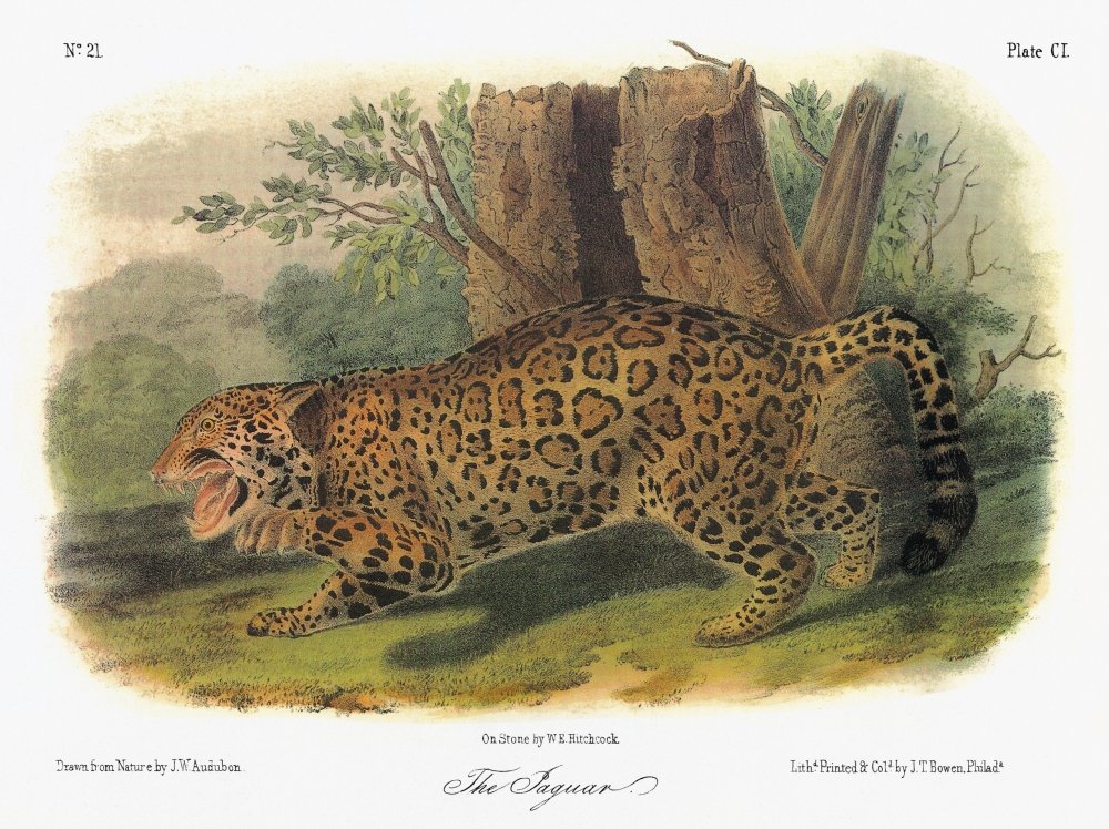 Amazon.com: Audubon Jaguar Njaguar (Panthera Onca) Lithograph