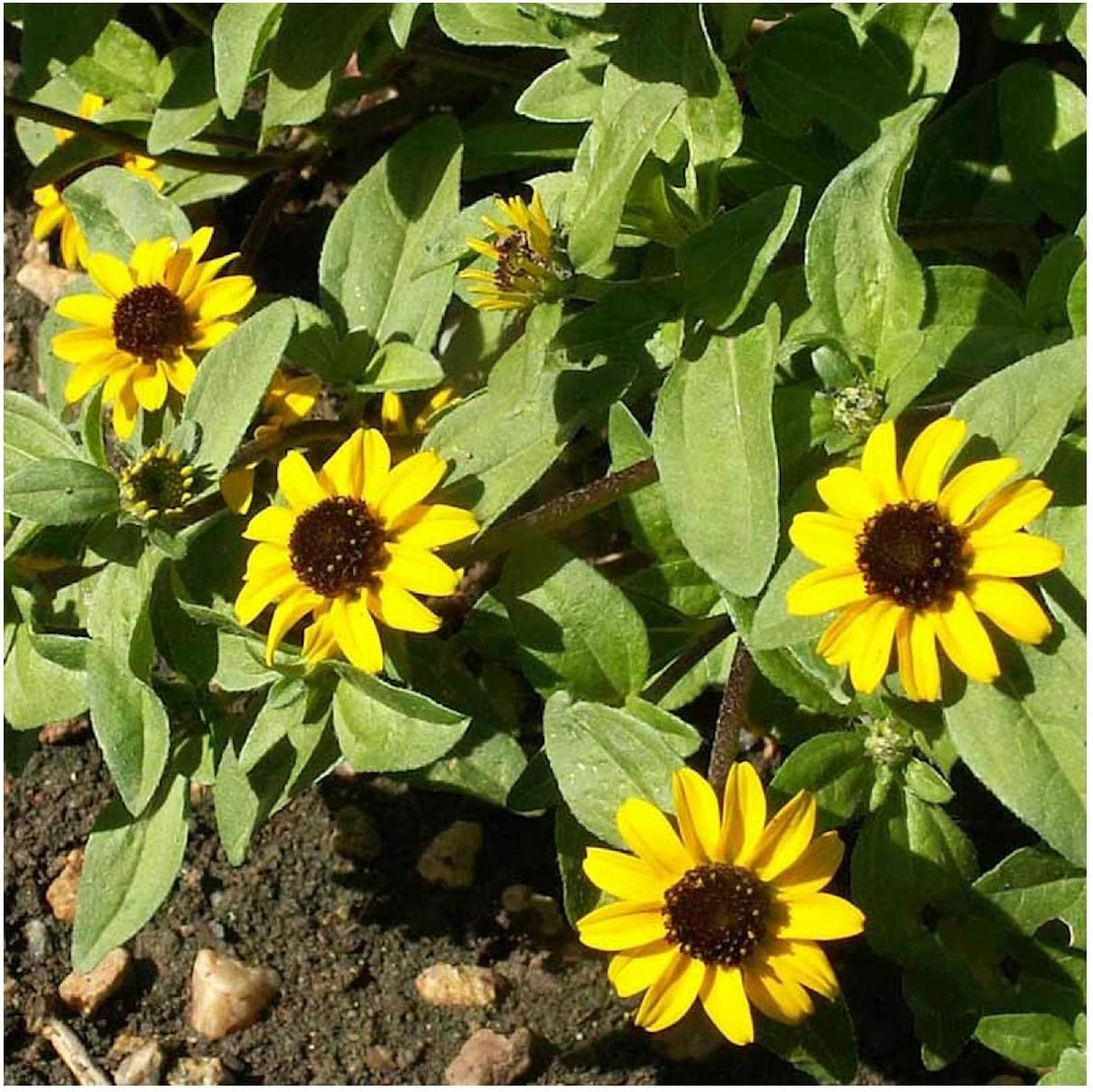 Everwilde Farms - 1/4 Lb Creeping Zinnia Wildflower Seeds - Gold Vault