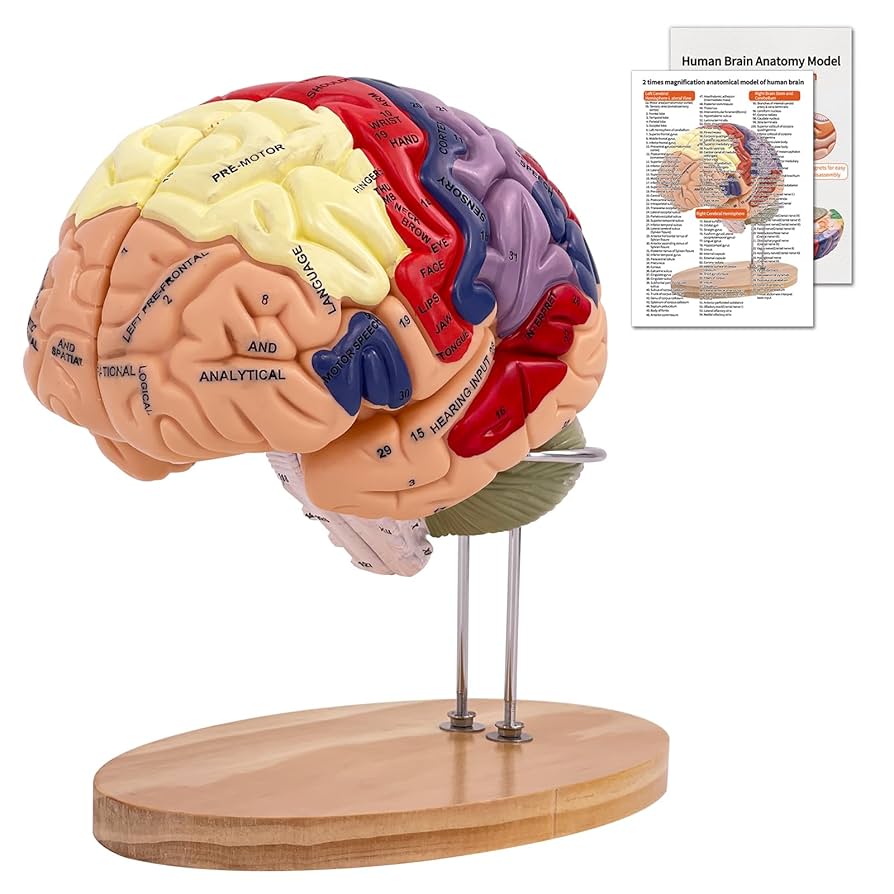 Amazon.com: SFXYJ Human Brain Model 2 Times Life Size,Brain