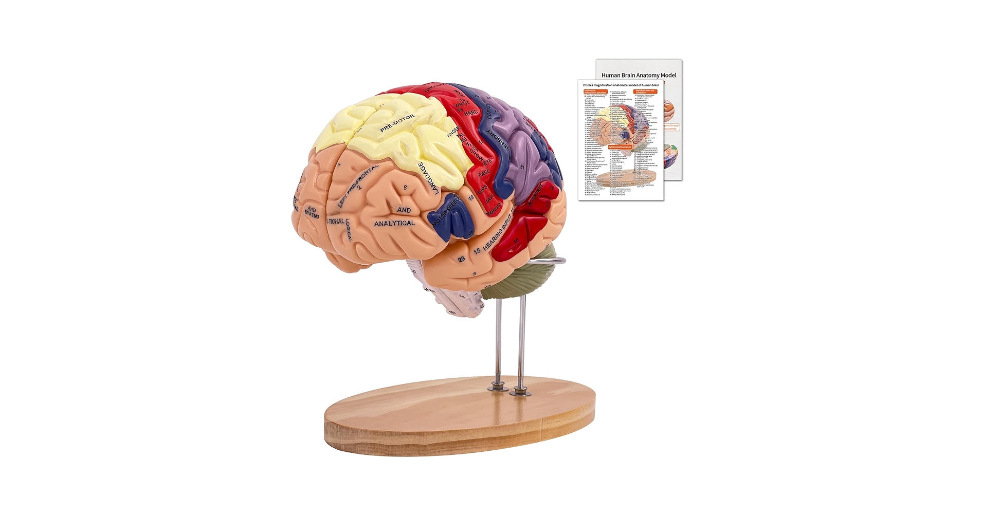 洋書 Duvernoy The Human Brain Second edition The Human Brain: Surface, Three-Dimensional 2nd Ed by Henri