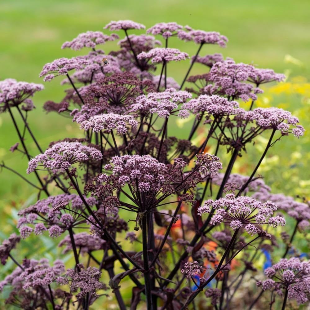 Angelica sylvestris Ebony 10 Seeds - Perennial