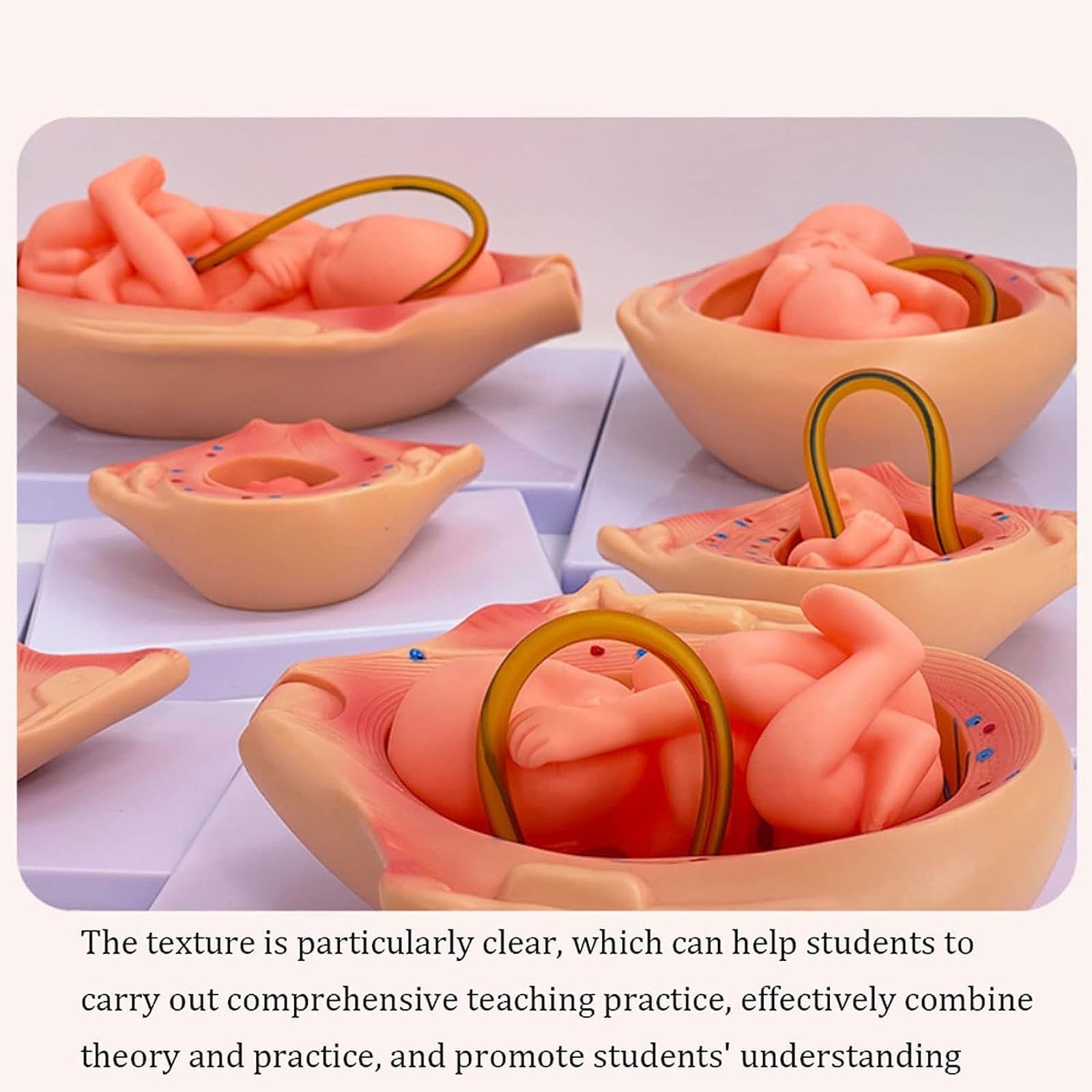 10 Pezzi Modello di processo di Sviluppo fetale di 9 Mesi, Modello di Sviluppo dell'embrione in Gravidanza Anatomica Medica, per Studio di Istruzione Medica