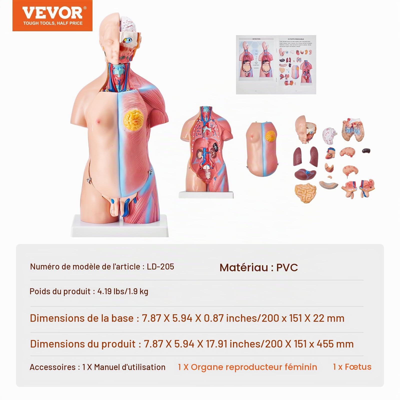 VEVOR Torse Humain Modèle 45 cm Organes Internes Médicaux Modèle Humain de Corps D'Anatomie en PVC pour Comprendre la Structure Physiologique du Corps