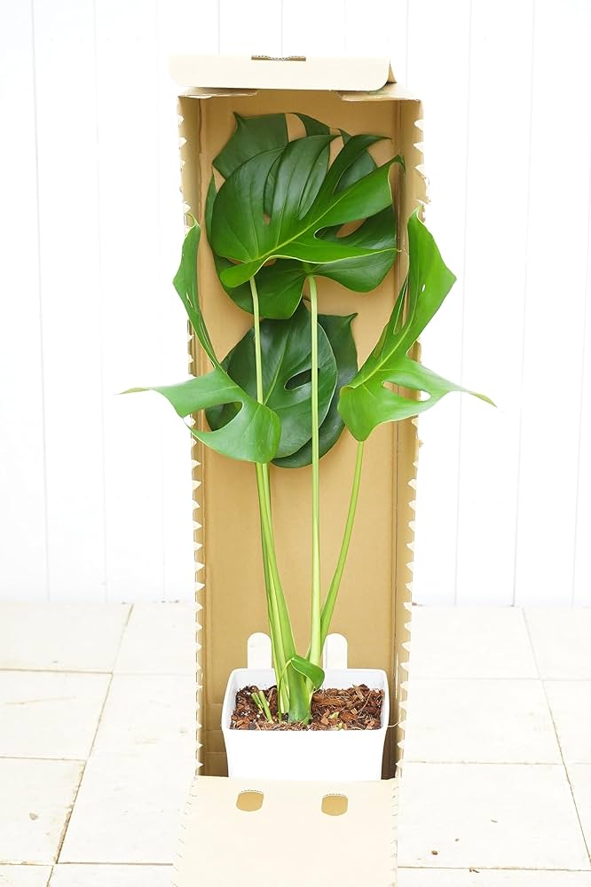サイズ大❗️幹立ち❗️モンステラ　デリシオーサ✨ モンステラ デリシオーサ 幹立ち 8号 123cm モンステラ 幹立ち 8号