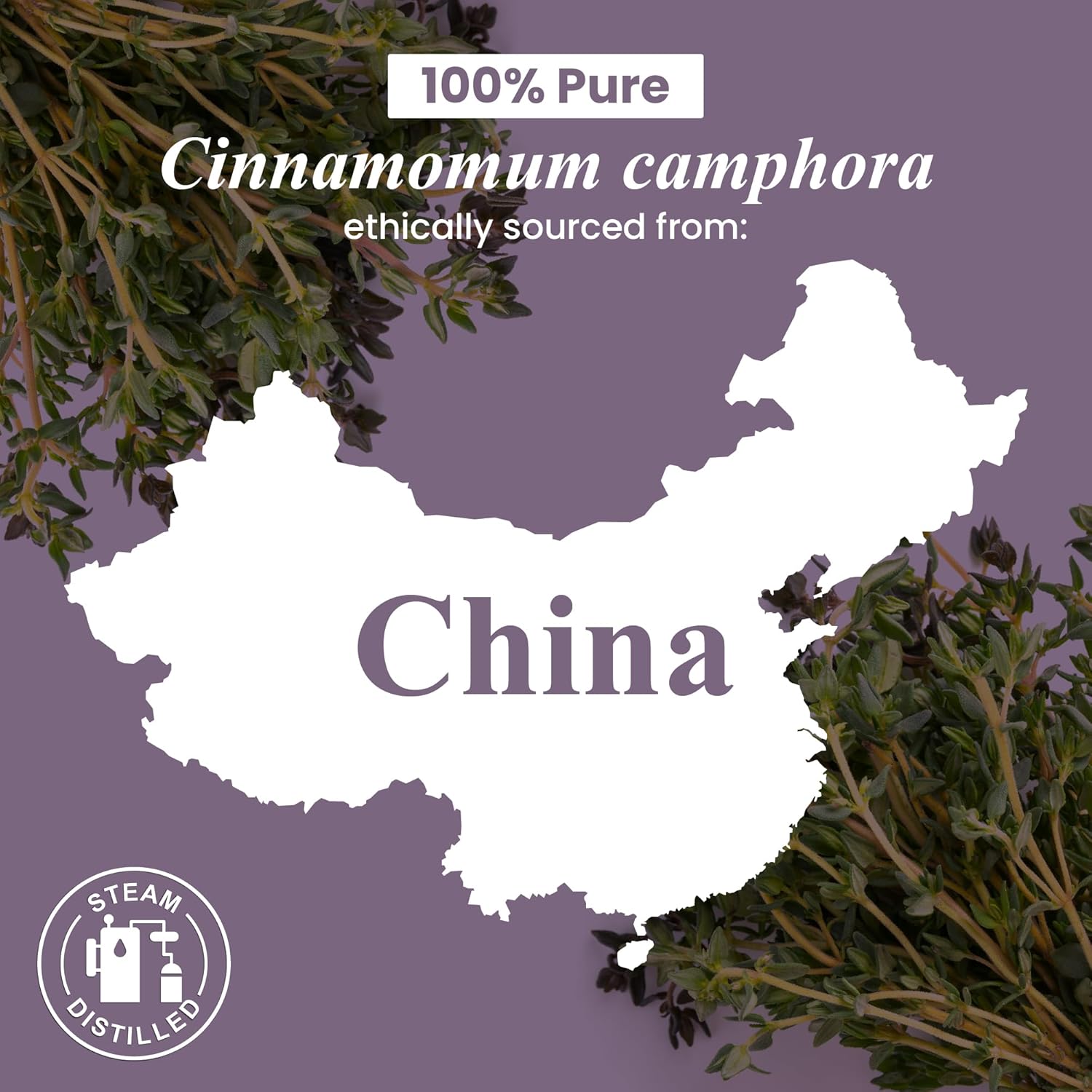 Handcraft Blends Camphor Essential Oil – Huge 4 Fl Oz – 100% Pure and Natural – Premium Grade Essential Oil for Diffuser and Aromatherapy, Skin, Massage, Candle and Soap Making Fragrance - Image 8