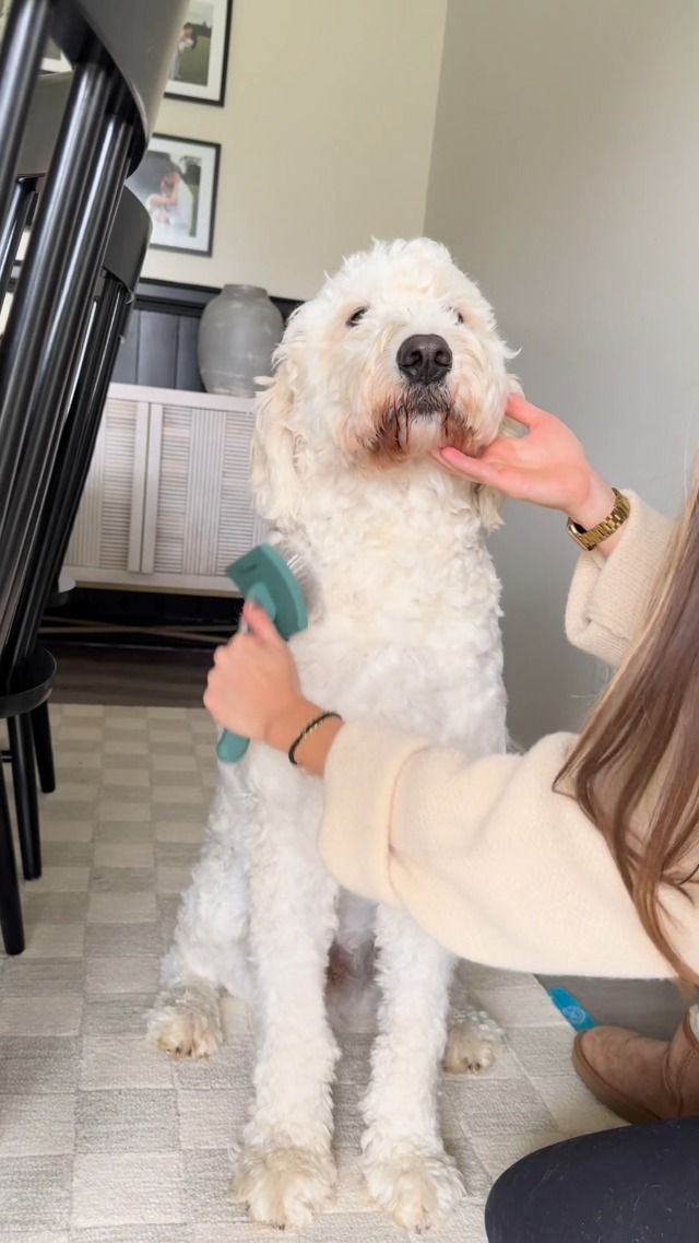 Freshly Bailey Doodle Brush for Goldendoodle, Poodle, and Labradoodle Coats - Best Slicker for Dogs With Wavy & Curly Hair - Detangle & Fluff Like a Pro - Grooming Must Haves (Large) - image 8