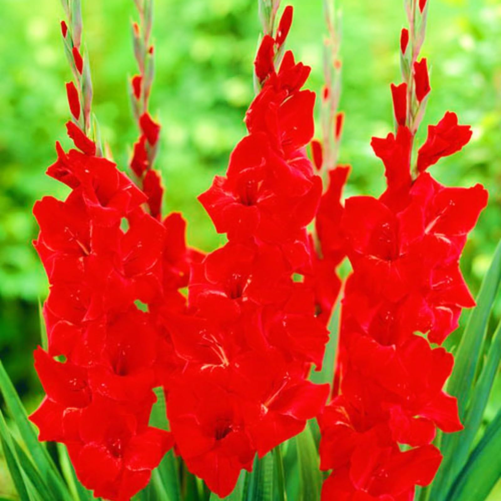 Year After Year Gladiolus Bulbs UK Bloom Rich in Color Wedding Flowers/Cut Flowers/Plant Bulbs-8bulbs-f