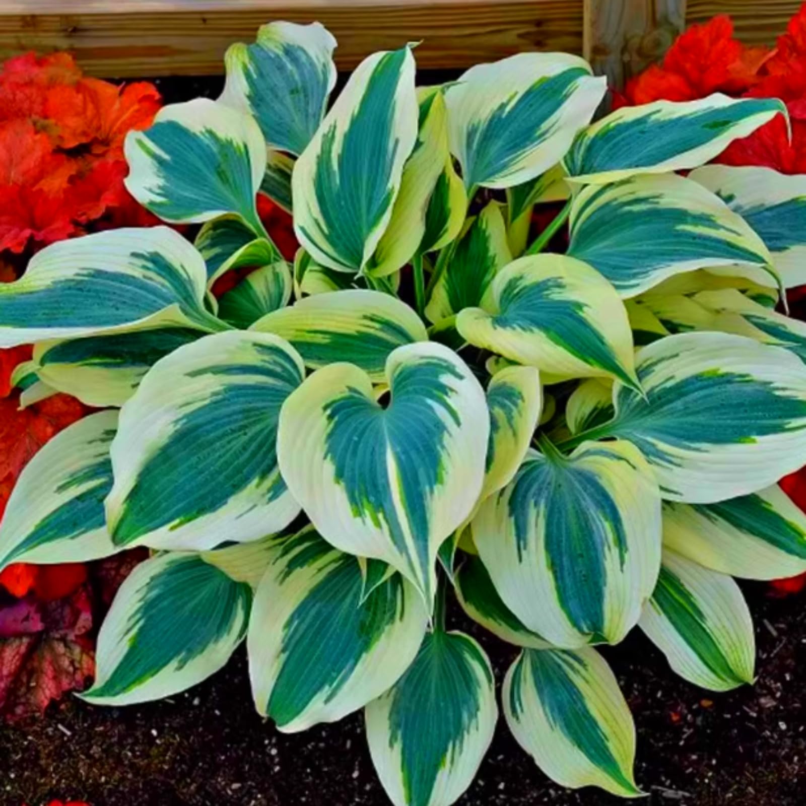 Eye-Catching Hosta, Hardy Perennial Bulbs, Stunning Garden Displays, Professionally Grown-8 Bulbs-B