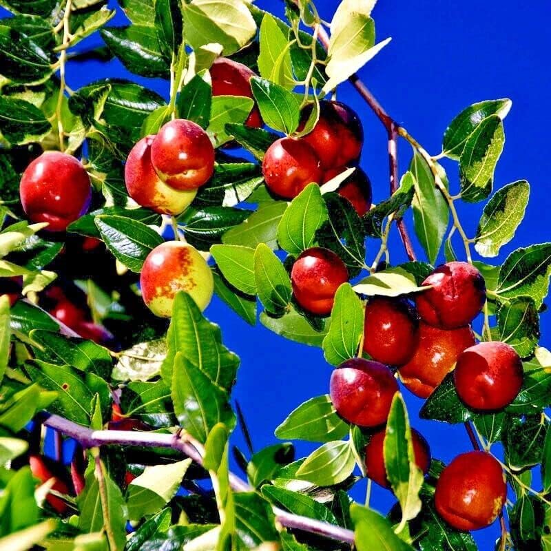 10 semillas de árbol JUJUBE rojo chino manzana fecha Jujuba Superfruit planta resistente rápida