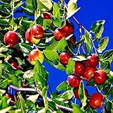 10 JUJUBE Tree Seeds RED Chinese Apple Date Jujuba Superfruit Fast Hardy Plant