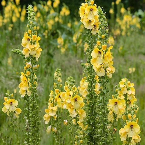 Miniatura 6 de Mullein Leaf Tea Bags Mullein Tea Bags Mullein Leaf Herbal Tea 4.23oz120g (3g × 40 Tea Bags)