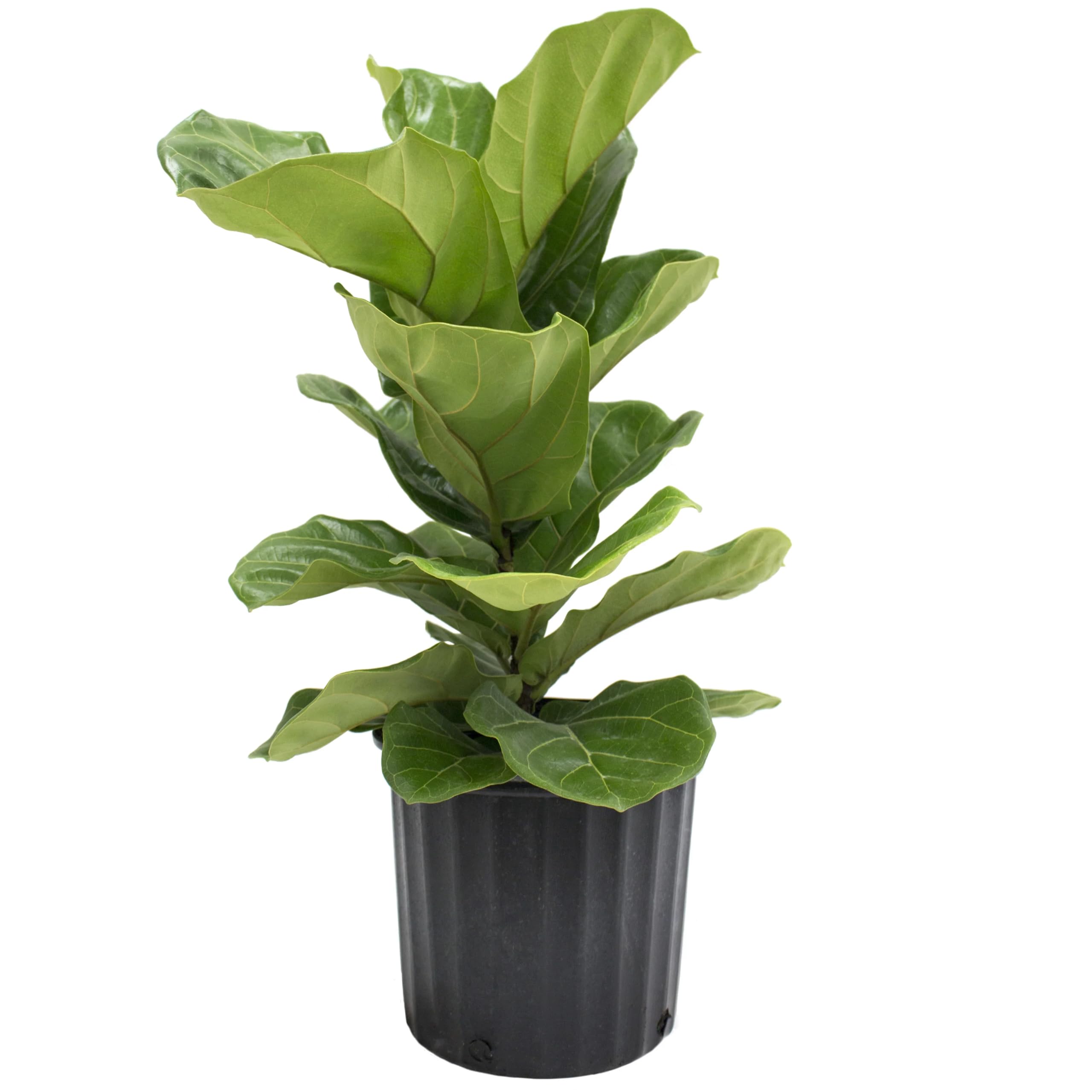 BLOOM&GROW Indoor Deorative Live Plant For Home/Office/Badroom (Fiddle Leaf Fig Plant) (B0C94V7Z9S) Amazon Price History, Amazon Price Tracker