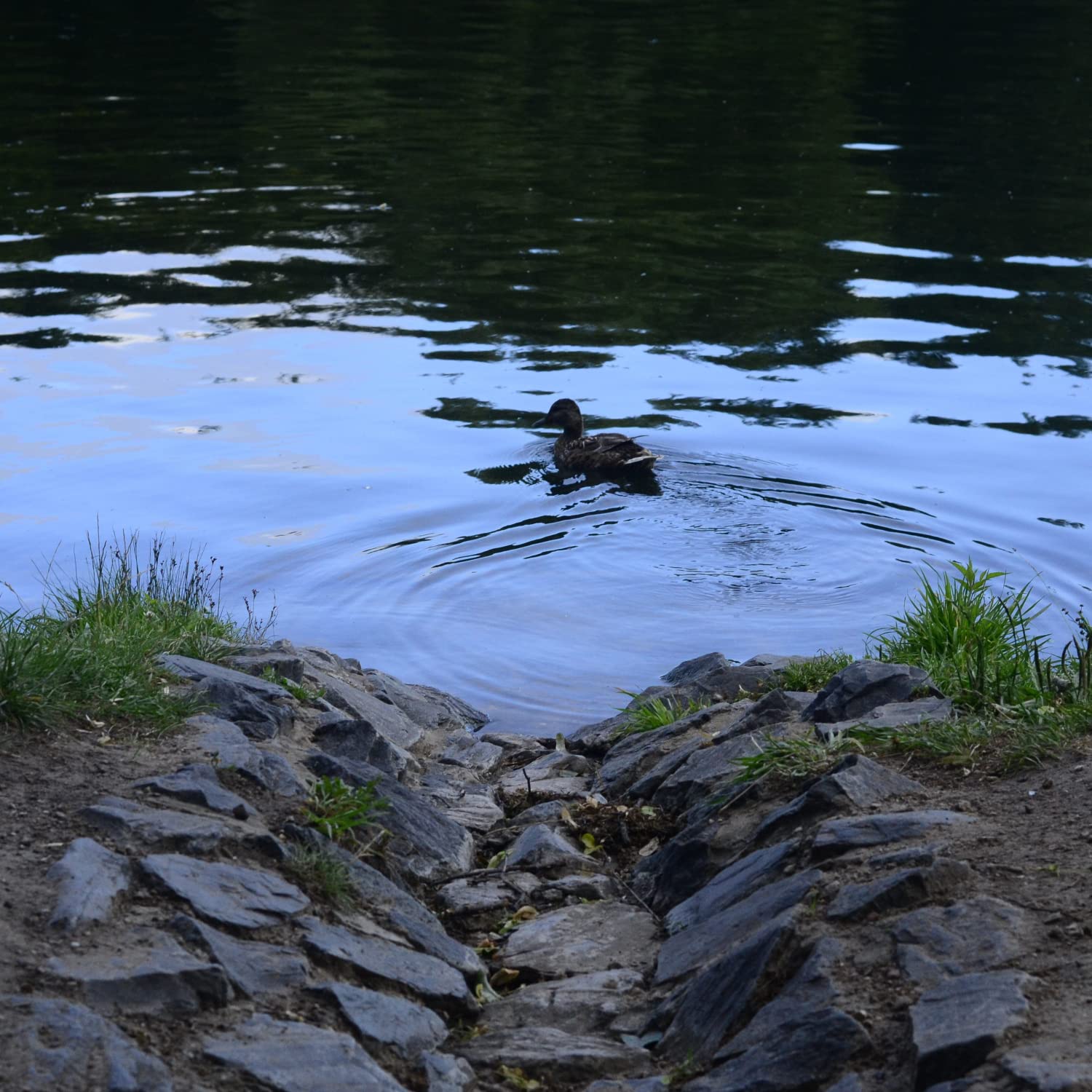 Звуки ручья