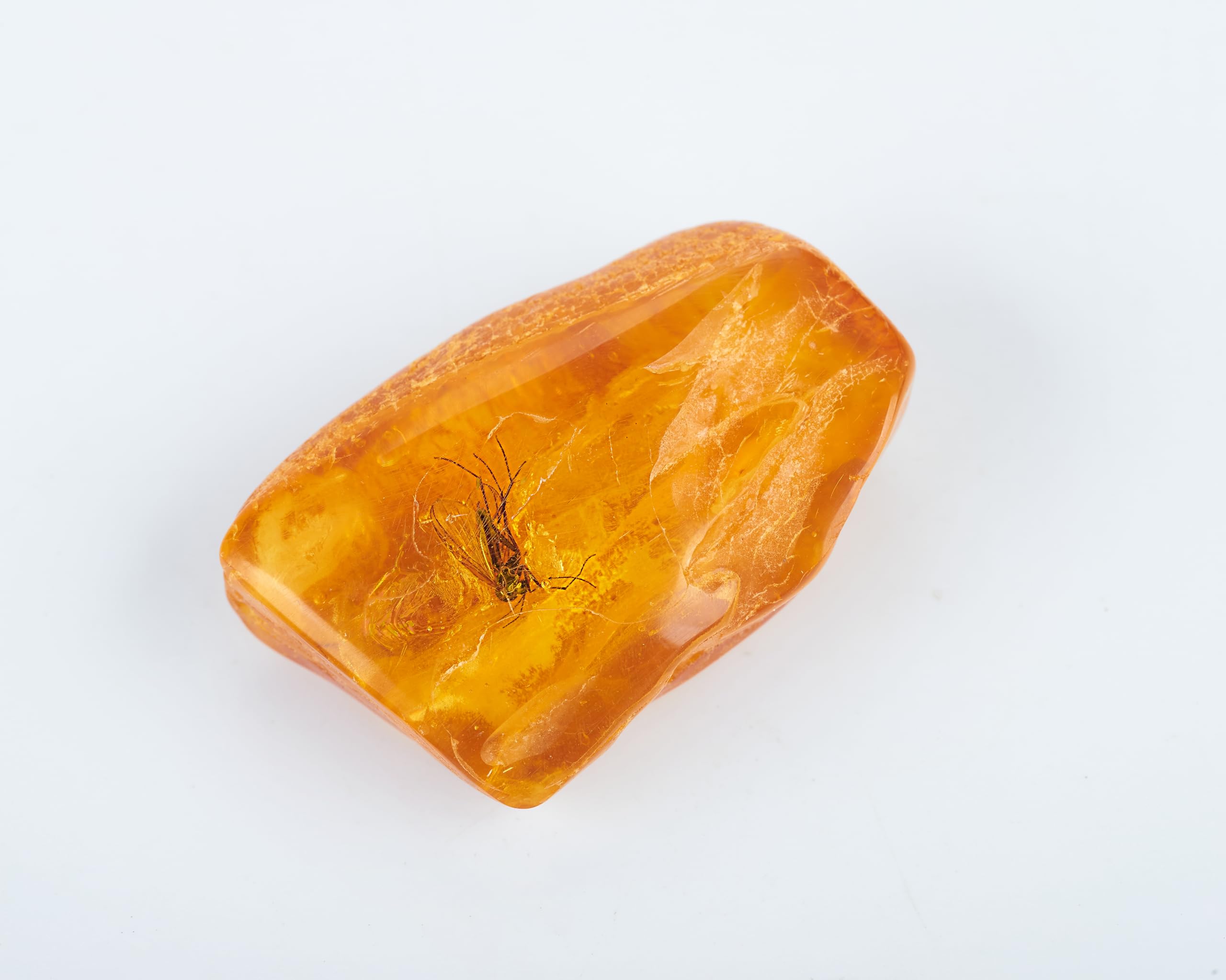 Insectos fósiles naturales de ámbar báltico, insectos de hace millones de años, muestras de insectos verdaderos, muestras de animales para el aula de ciencias, educación científica (ámbar