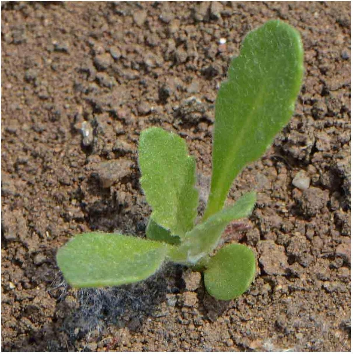 Everwilde Farms - 1 Lb Indian Blanket Native Wildflower Seeds - Gold Vault