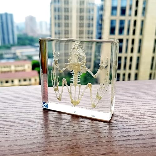 Miniatura 41 de Especímenes de esqueleto de tortuga real en manualidades de pisapapeles de resina, colección de taxidermia de animales para educación científica