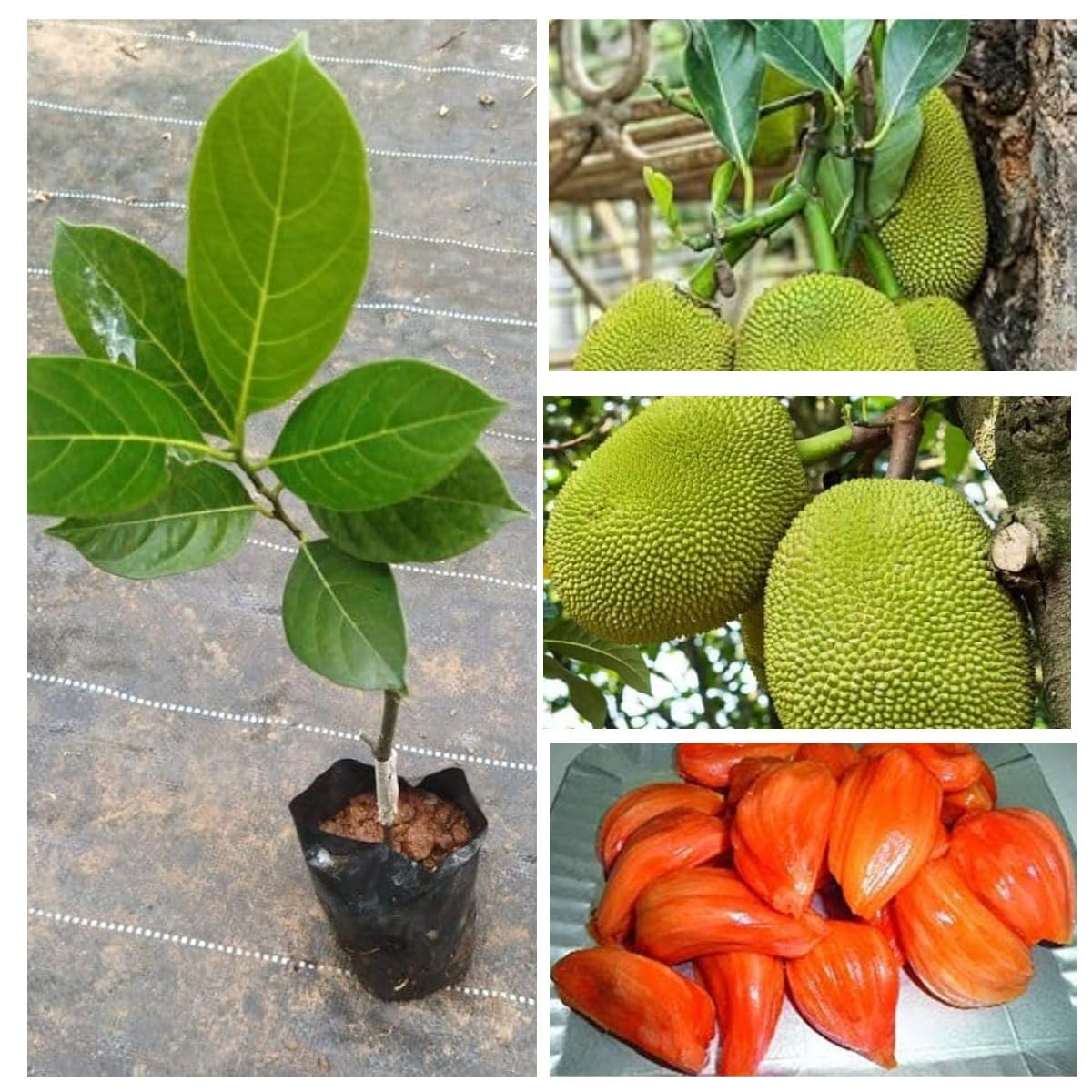 Thailand Pink Jackfruit Plant (Hybrid, Pack of 1) | Grafted Exotic Fruit Tree | All Season Fruit | Sweet Pink Flesh | Home Garden | Terrace Farming | Fast Fruiting 6–10 Months-image-45