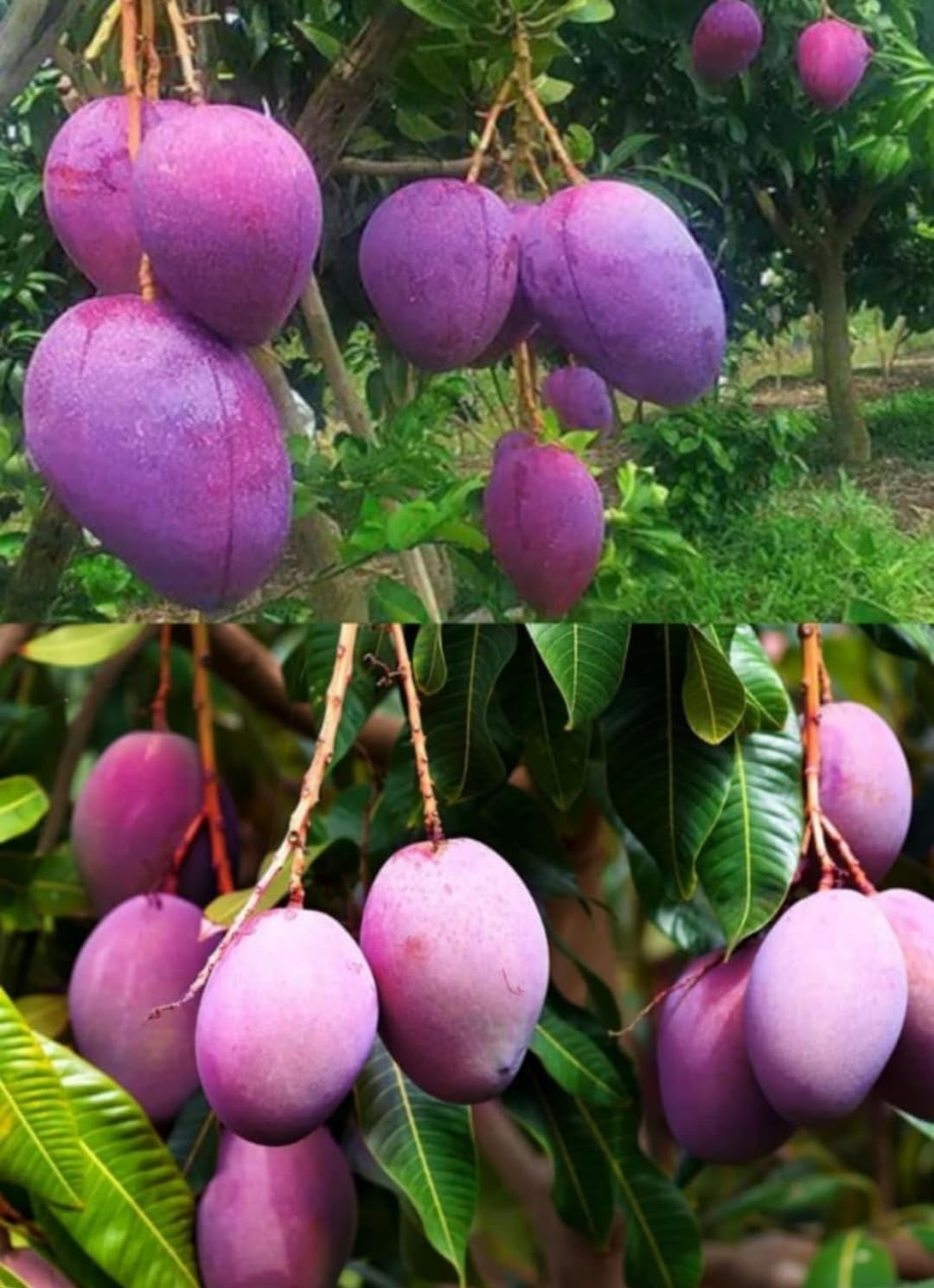 Original Rare purple Miyazaki Mango Pack Of 2) Grafted Live