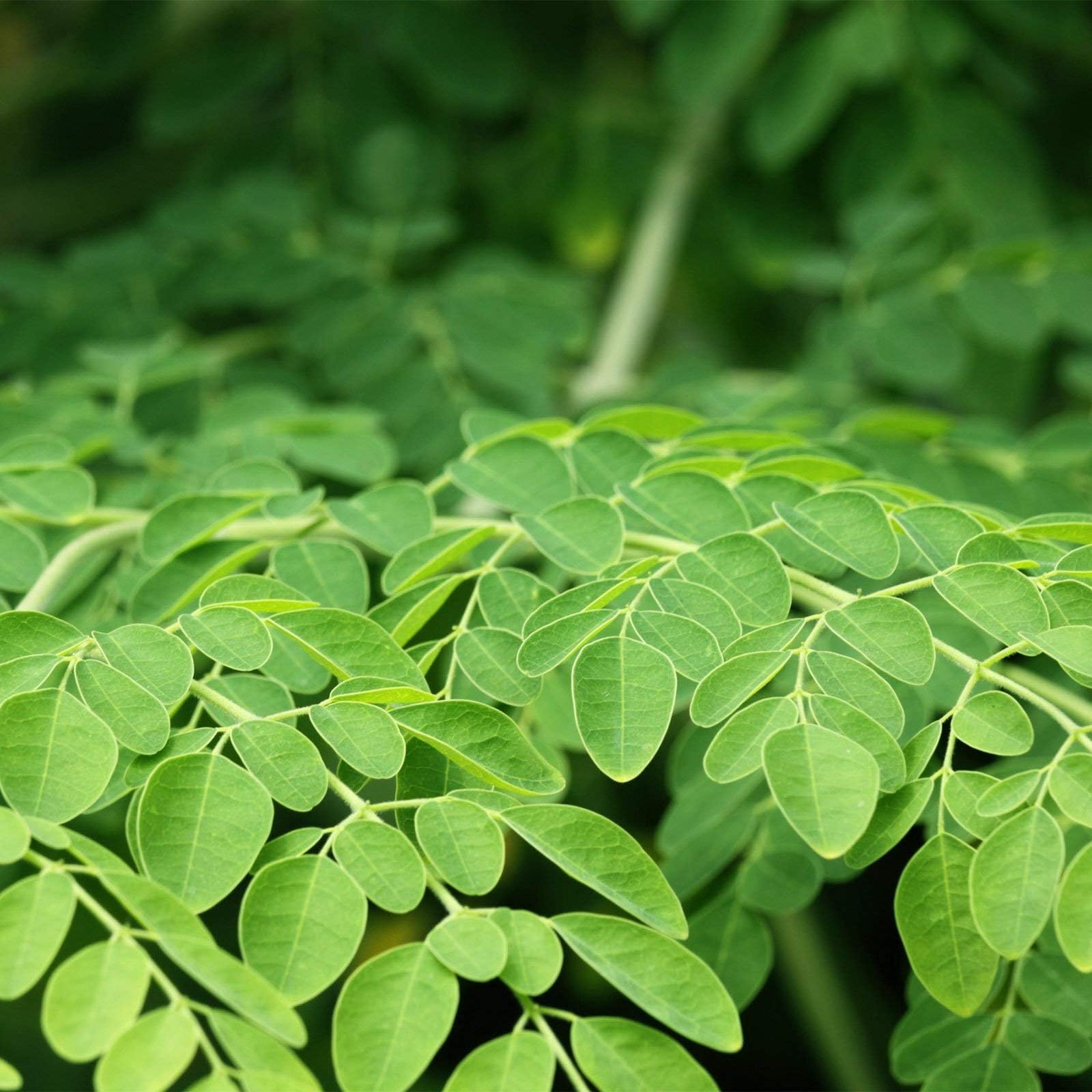Moringa oleifera - 150 grams dried leaves - 100% natural (aroma protective bag)