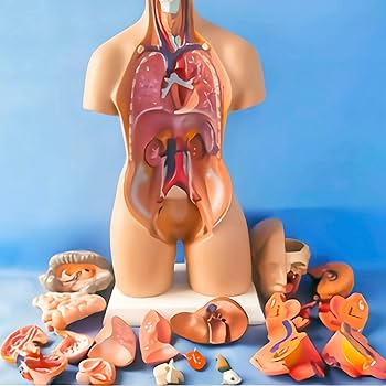 Amazon.co.jp: 人体骨格模型 55cm 内臓器官 解剖医学 医学解剖学