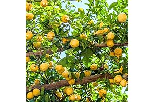 Dwarf Meyer Lemon Tree (4" Pot) - Bear Fruit Indoors or Outdoors